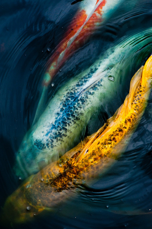 10bullets:  Trio (by janet little) 