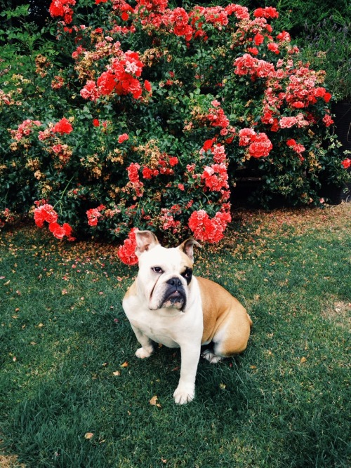 boneralchemist:  How to tell your dog has been listening to too much Lana Del Ray. 