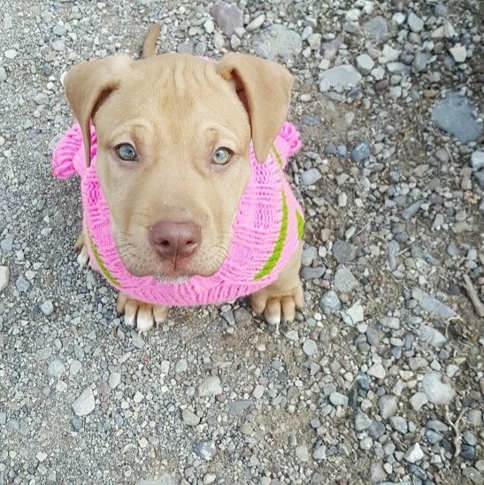 You guys are just going be inundated with puppy photos today! Went on her first walk