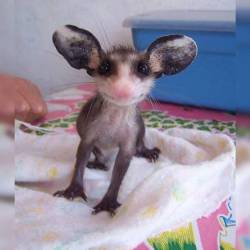 awwww-cute:  Just in case you’ve never seen a baby opossum before… (Source: http://ift.tt/2cADqZ4) 