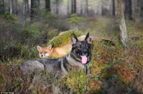archiemcphee: Today the Department of Unexpected Interspecies Friendship shows us a real life example of The Fox and the Hound currently taking place in a forest in Norway. Sniffer the wild fox and Tinni the domestic dog first met by chance while Tinni