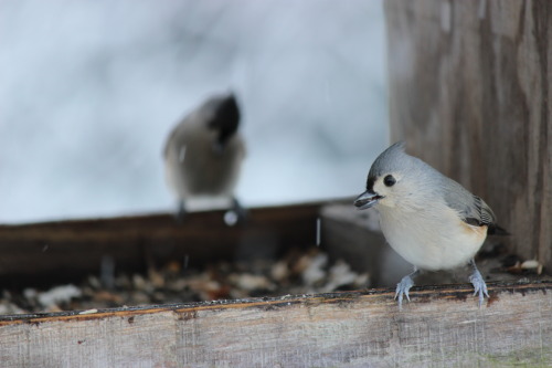 Bird Feeder Photo-shoot