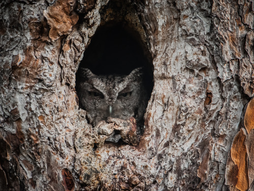 sammmyiam:  Eastern Screetch Owl by Graham McGeorge