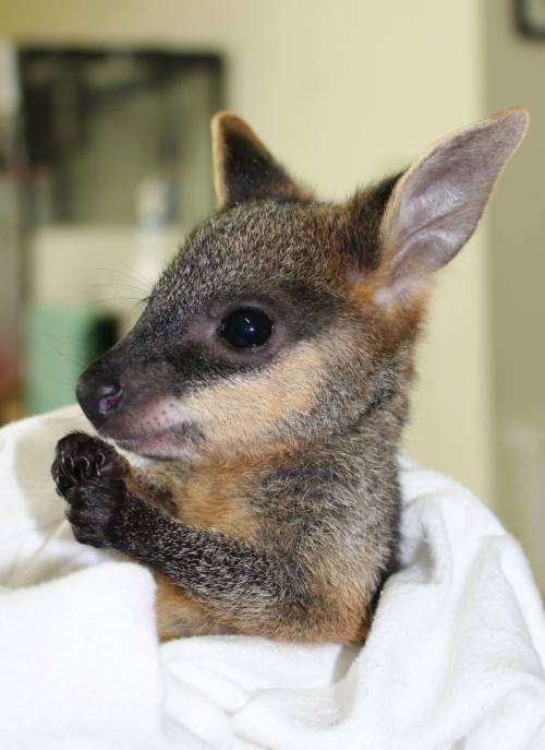 Wallaby Joey Gets a Helping Hand at Taronga ZooA Swamp Wallaby who was rejected by her mother is bei