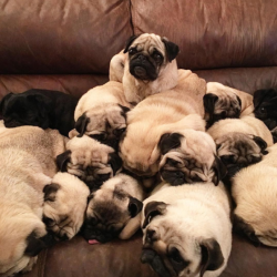 pugs:  how many pugs? 