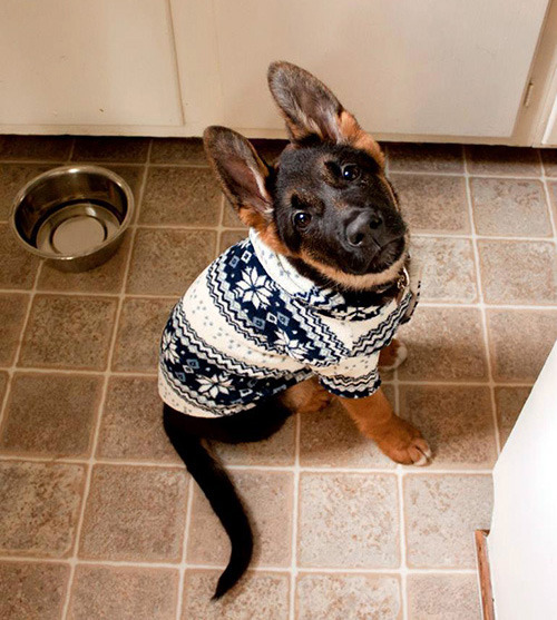 XXX tastefullyoffensive:  Animals Wearing SweatersPreviously: photo