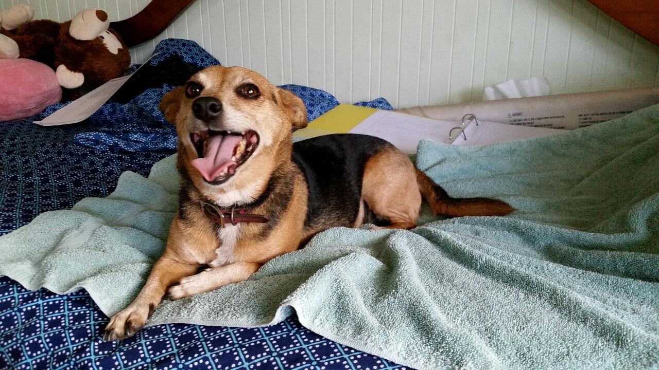 handsomedogs:  Sparkles, my very best friend 
