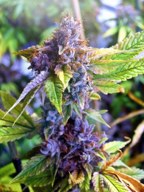 thehighbuddha420:Never seen a Purp this Beautiful 💜