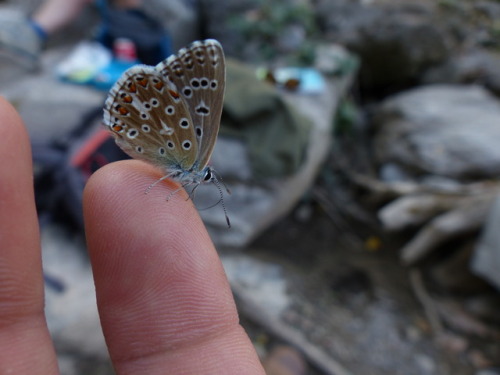 Blue Adonis (Polyommatus bellargus)