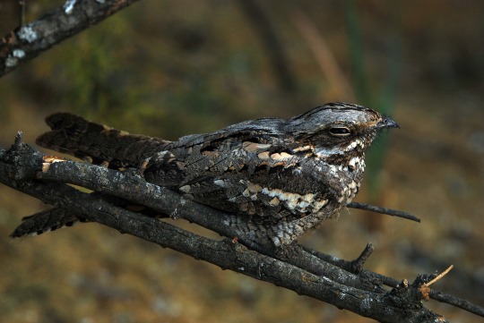 Falconry