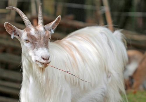 A soft focused Jämt goat.