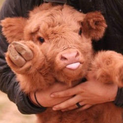 natural&ndash;blues:  mymodernmet:Adorable Highland Cattle Calves Are the World’s Cuddliest Little Cows  Srsly stop eating beef they’re like dogs ♡♡♡♡♡