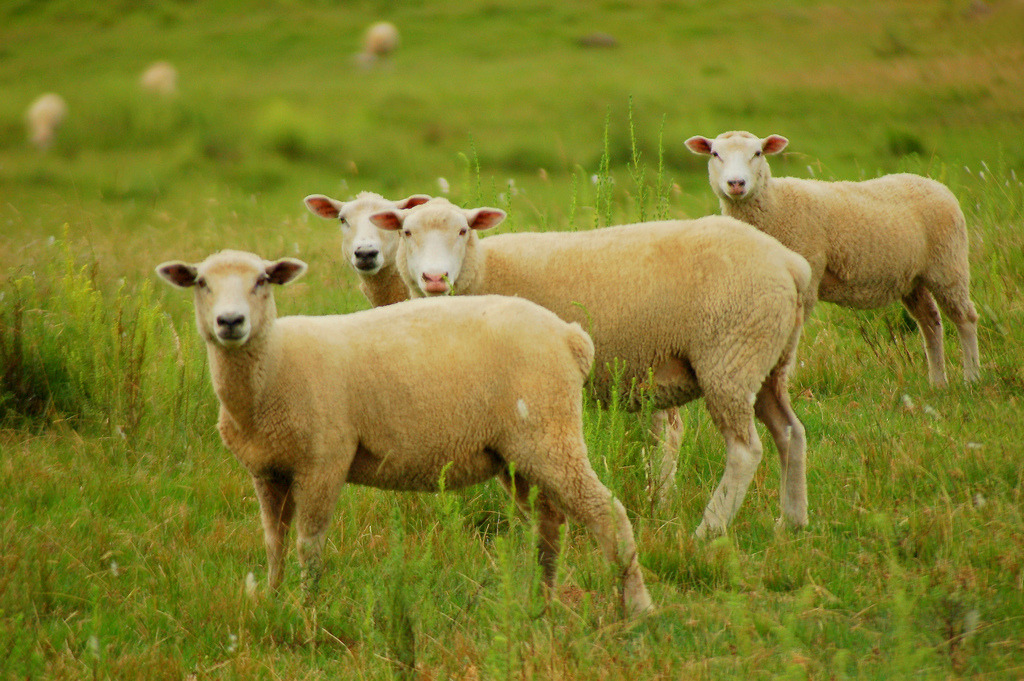 Teen Sheep Line Up for One Direction Tickets
The Fab Five are headed to the Scottish Highlands for three sold-out shows this summer, but a block of tickets has been reserved for a handful of lucky sheep. Nearly 150 stood in line at 6 a.m. local time...