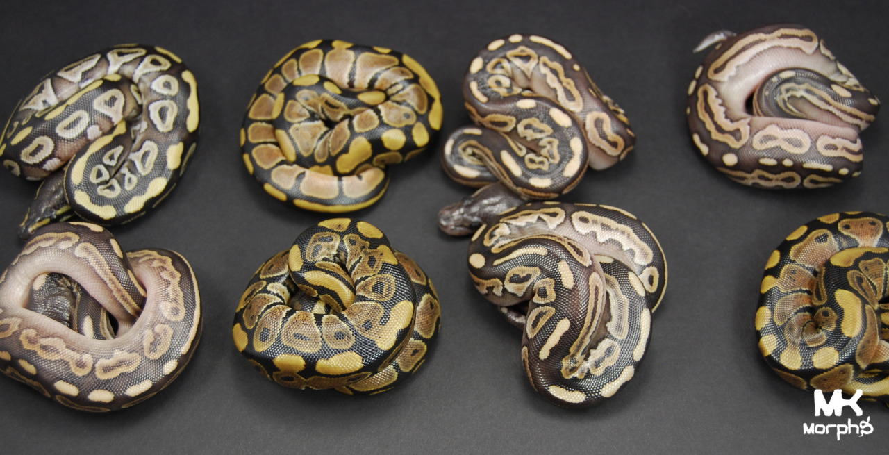 mkmorphs:  We already planned to keep a female mojave cinnamon but we are now giving