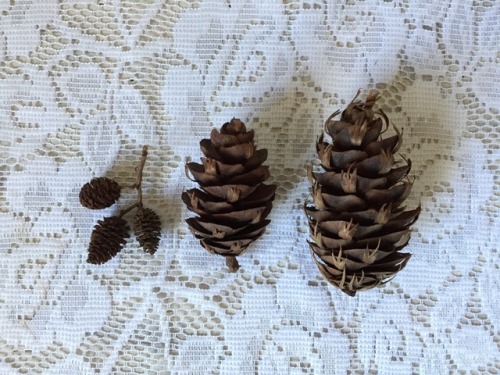 floralwaterwitch: Special pinecones from British Columbia