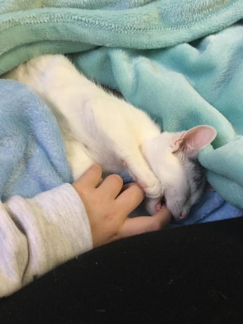 constantcaturday:He will never understand that he can get milk out of my finger.