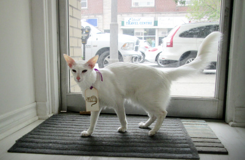 pangur-and-grim: mostlycatsmostly: An intern brought their unusual cat to the Anista Designs studio 