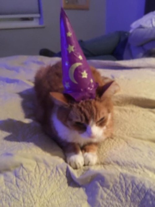 unflatteringcatselfies:  wizards