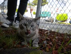 catsaww:  Cross-eyed cat on a leash. Enough