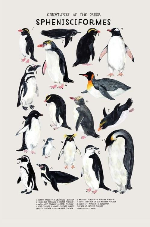 mirdam-aves:Order: SphenisciformesThe penguins are a group of adorable flightless birds, adapted to 