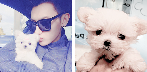 ztaohs:meet zitao’s babies: candy and kandy