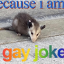 possum-in-a-hat