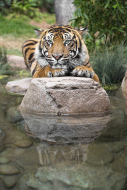 sdzsafaripark:  Sumatran Tiger