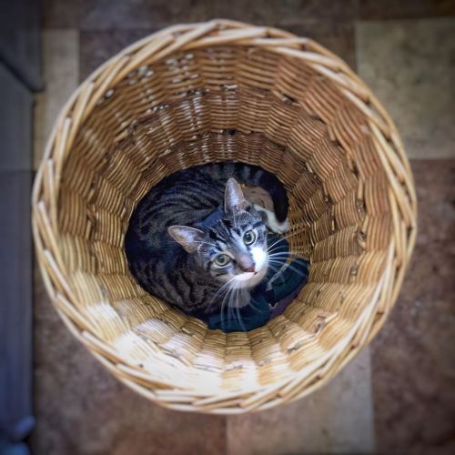 russellstyles:Meow, meeow “don’t leave me”.. George, a new spot, Oshawa, Onta