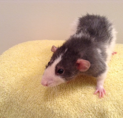 lovely-little-rats:Taka and Westley have filled out quite nicely