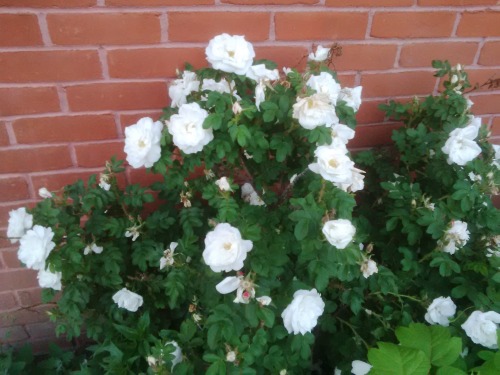 10 Posts!June Wild Roses !