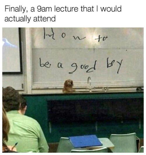 babyanimalgifs:  Well, i’d never hate school/college if this happened daily  via