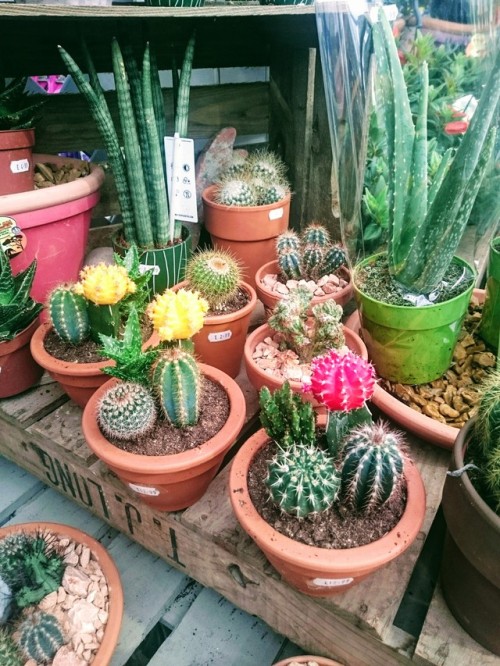 Had fun choosing a new cactus friend today