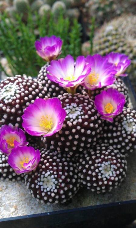 Flowering CactusPhoto via Facebook