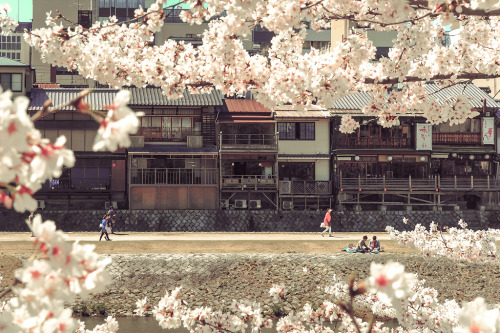 ourbedtimedreams:Cherry Blossom @ Kamogawa by どこでもいっしょ on Flickr.