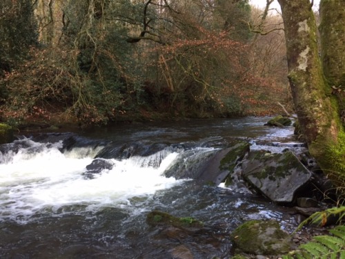 The River Grwyney today, 3 December.