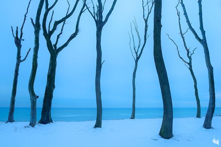 Coastal Forest © Sandra Bartocha (from: http://www.naturephotoblog.com/2016/01/24/12879/sandra-bartocha/) #nature