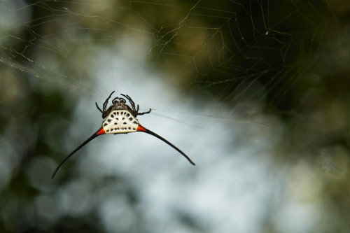 sinobug: Long-horned Orb-weaver Spider (Macracantha arcuata, Araneidae)  by Sinobug (itchydogimages)