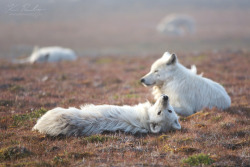 sisterofthewolves:  Picture by Kevin Rawlings Arctic wolves (Canis lupus arctos) at CFS Alert   