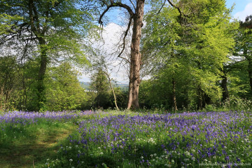 Woodland Spring Flowers