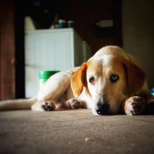 Watson @lspace4 #camplife #dogsofinstagram #dogslife #heterochromia #relaxing #barnlife #summer2016 