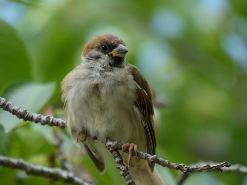 スズメ　Eurasian tree sparrowTown Sparrow ～ 街のすずめ　ArchiveTown Birds ～ 街の鳥  Archive