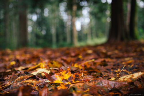 itakephotosofallthethings:  Autumn Walker Issaquah, WA More photos by John Westrock on Flickr. 