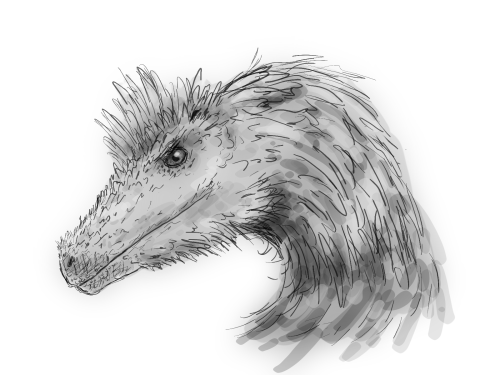 A basic digital sketch of the head and neck of a generic dromaeosaur.