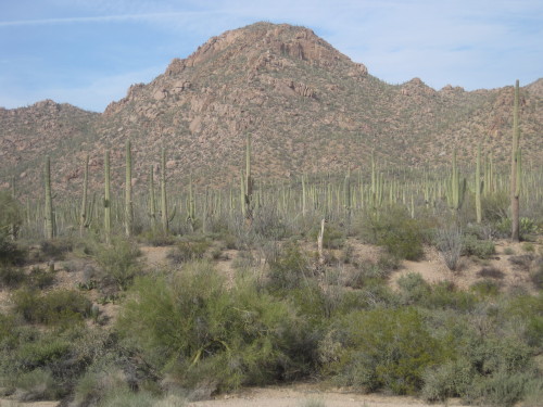 Saguaro (Carnegiea gigantea), Saguaro National Park West Unit, Pima County, Arizona, 2014.