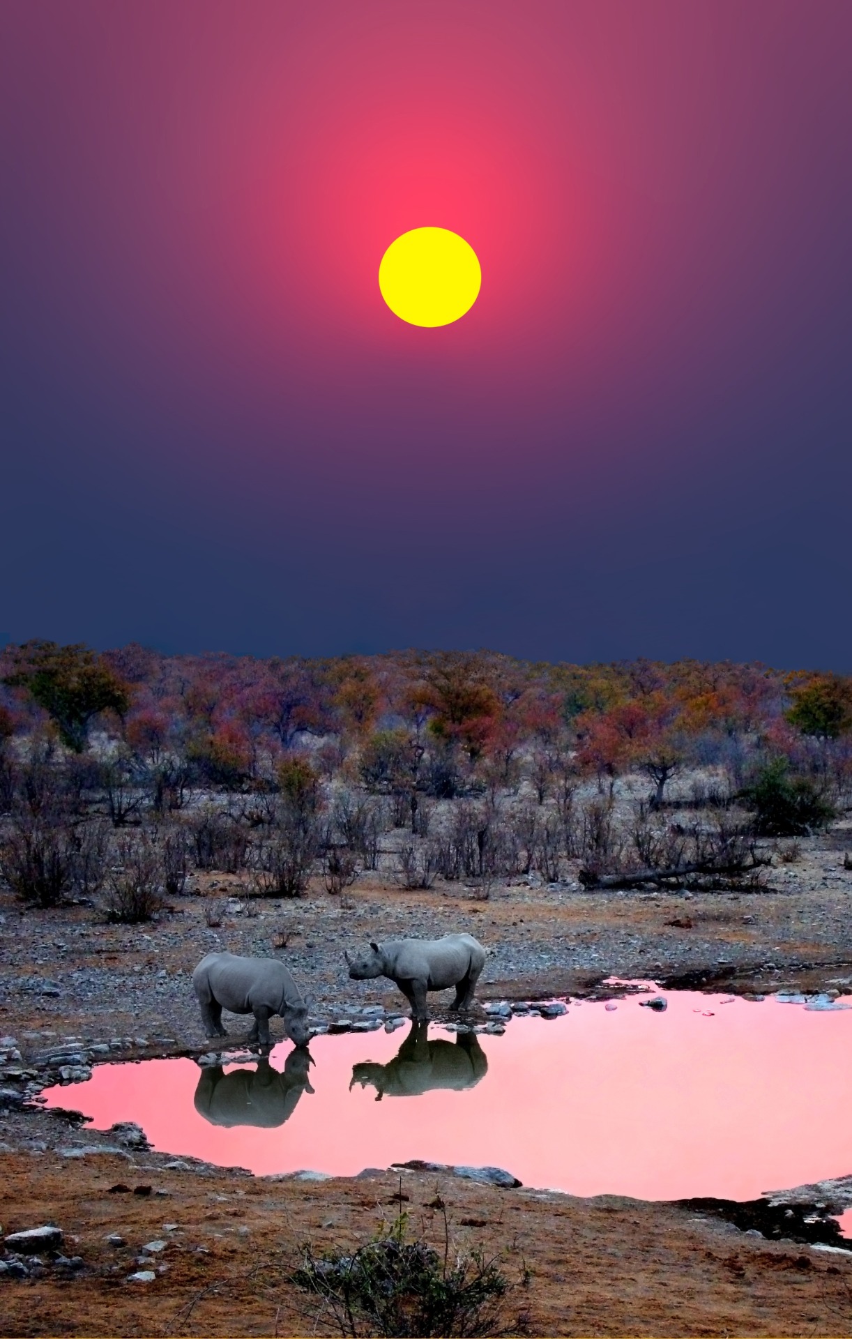 Black Rhinos at Sunset
Photo by Michael Sheridan