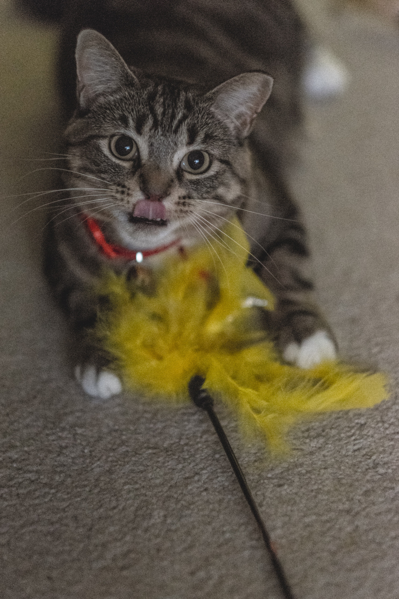 alanjamesart:when you get caught with your hand in the cookie jar full of feathers