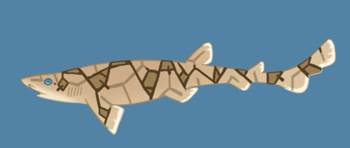 Chain catshark. I’m a bit embarrassed how relatively simple this turned out in the end. Maybe I shou