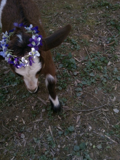 receptive:  ohhhhhhhhhhh my heart, my heart is meltinggoatie baby with a flower crown!! 