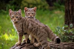 llbwwb:  European wildcats (Felis silvestris