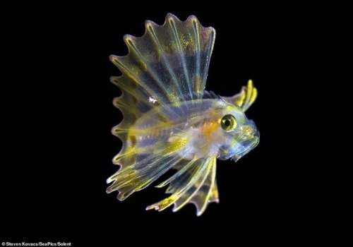 Please stop what you are doing and look at these baby Lionfish! Remember:- Lionfish in Atlantic = in